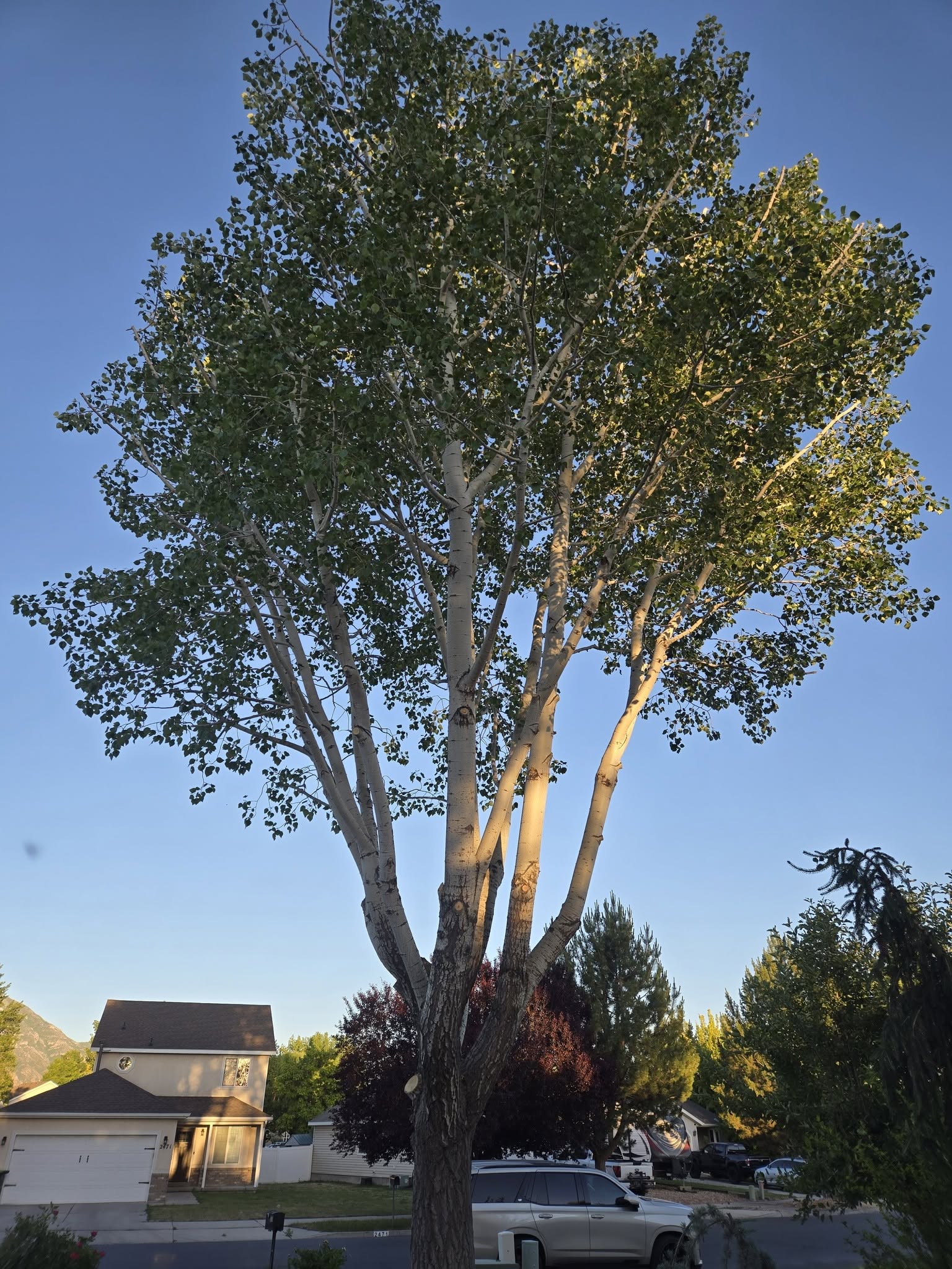 healthy tree
