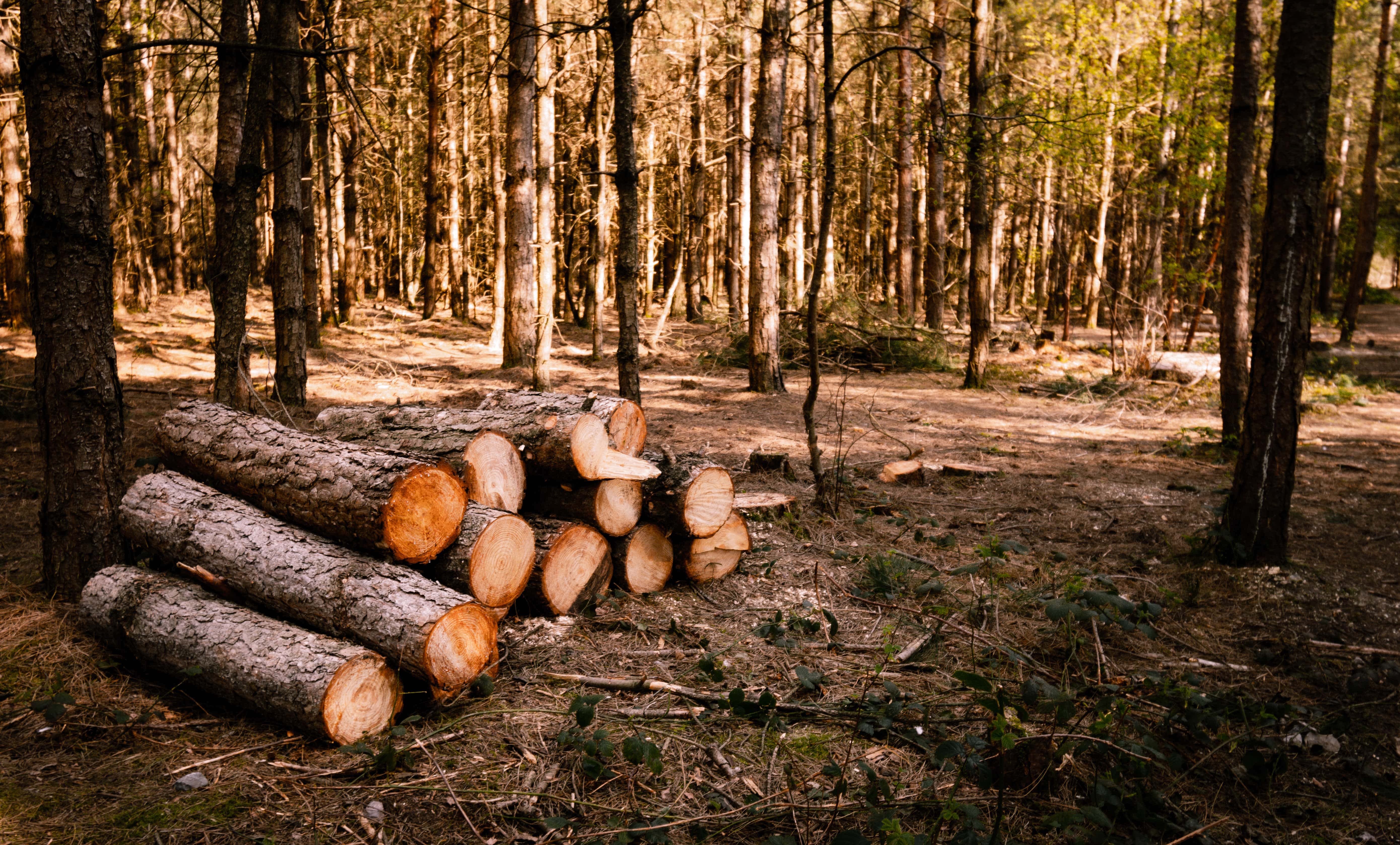 logs